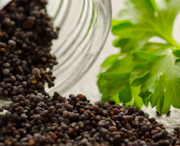 Tsram supplies one of the world's finest spice seeds, ...